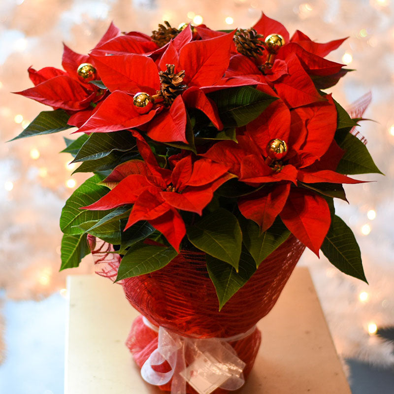 XMAS-1352 Large Poinsettia with Christmas decoration