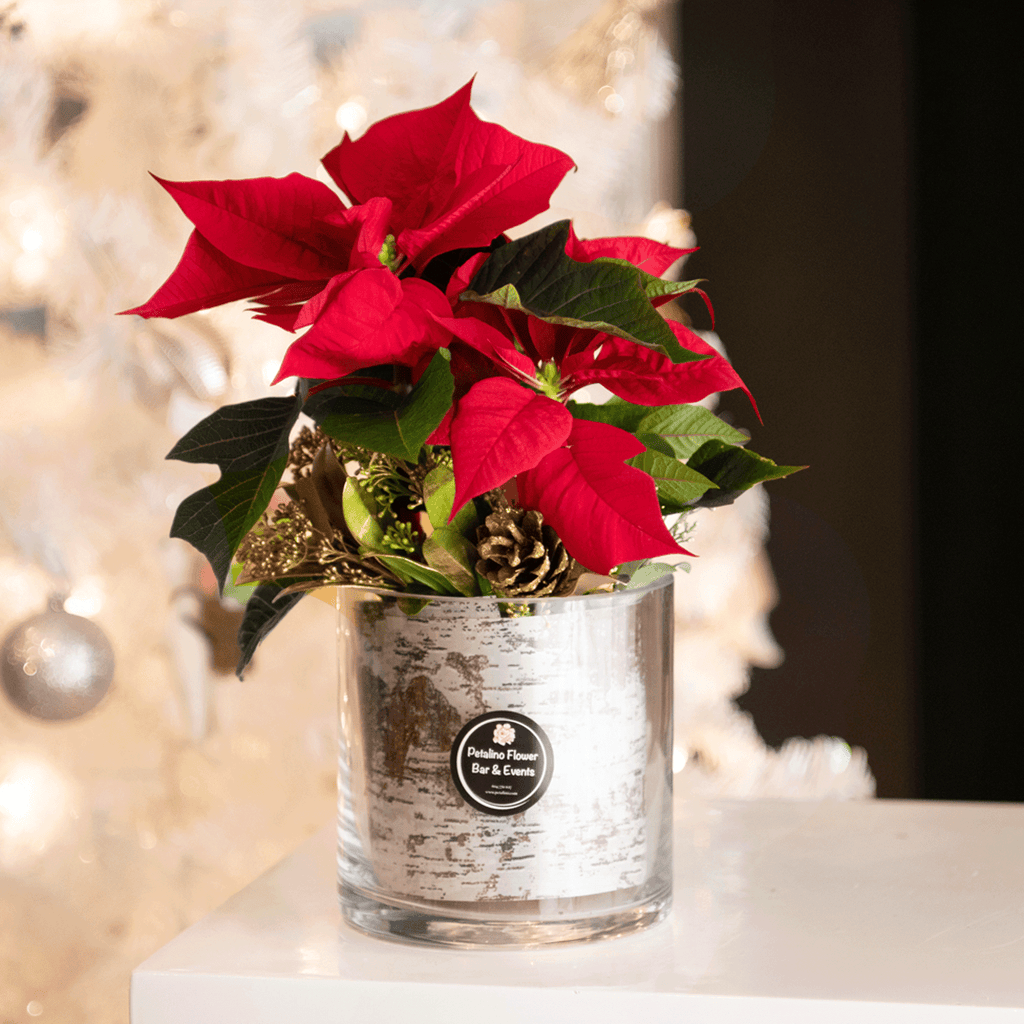 XMAS-1365 Red poinsettia in a white basket decorated